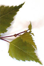 MSA BETULA VERRUCOSA 50 ML - farmanauta.it