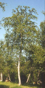 MSA BETULA PUBESCENS 50 ML - farmanauta.it