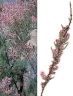 MSA TAMARIX GALLICA 50 ML - farmanauta.it