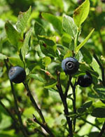 MSA VACCINIUM MYRTIL 50 ML - farmanauta.it