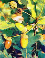 MSA QUERCUS PEDUNCOL 50 ML - farmanauta.it