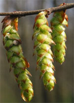 MSA CARPINUS BETULUS 50 ML - farmanauta.it