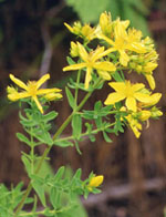 TSA HIPERICUM PERFORATUM 50 ML - farmanauta.it