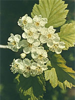 TSA CRATAEGUS OXYCANTHIA 50 ML - farmanauta.it