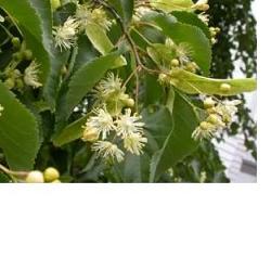 EIE TIGLIO 30 ML GOCCE - farmanauta.it